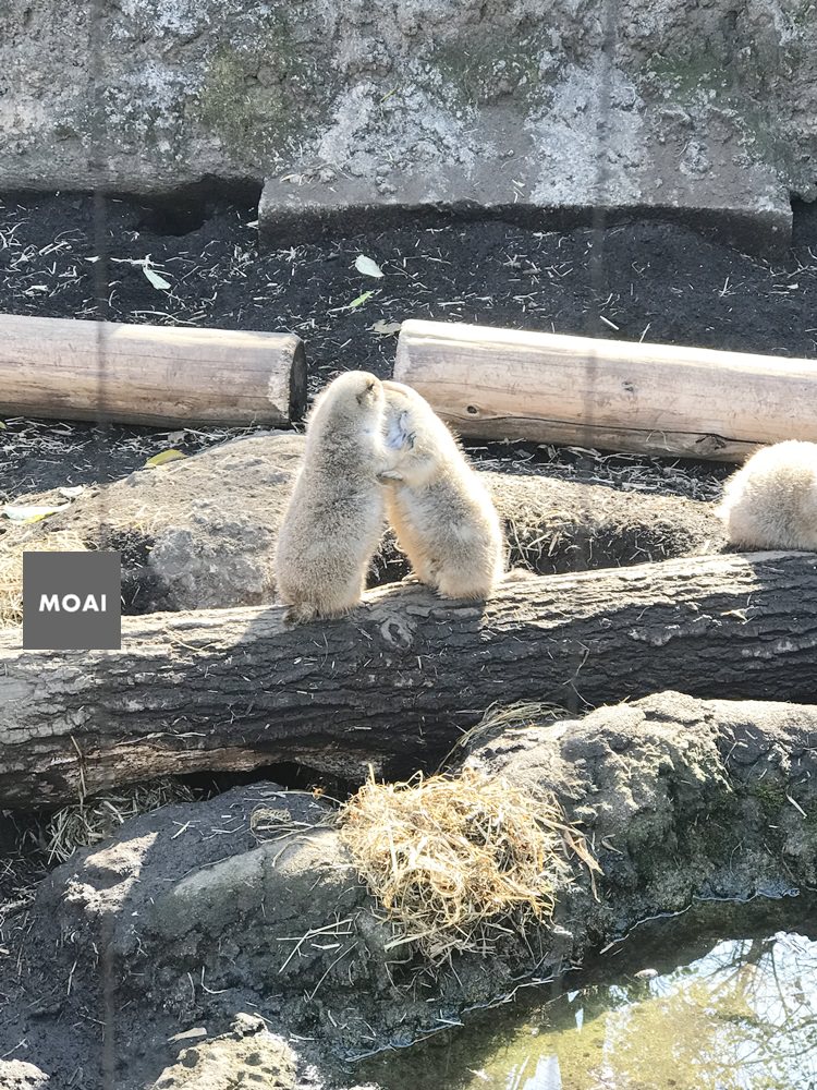 【2017東京女子輕旅行】上野動物園初探險～北極熊本人好大好可愛好想帶回家